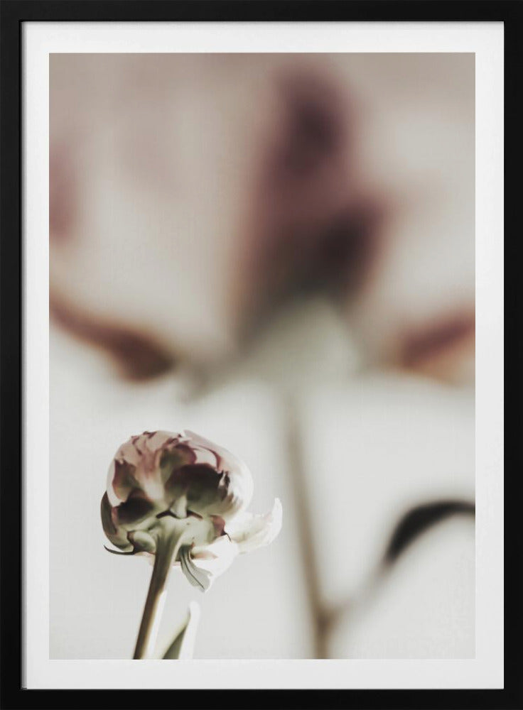 Peony 22 | Poster