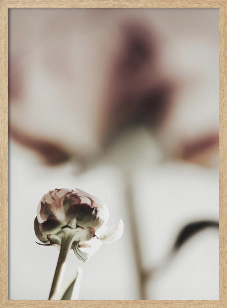 Peony 22 | Poster