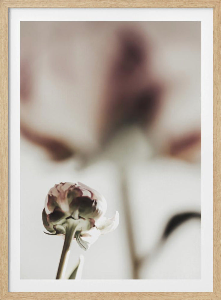 Peony 22 | Poster