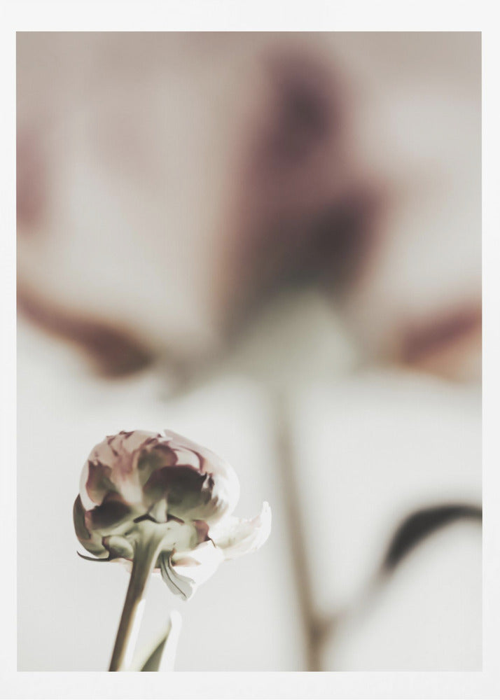 Peony 22 | Poster