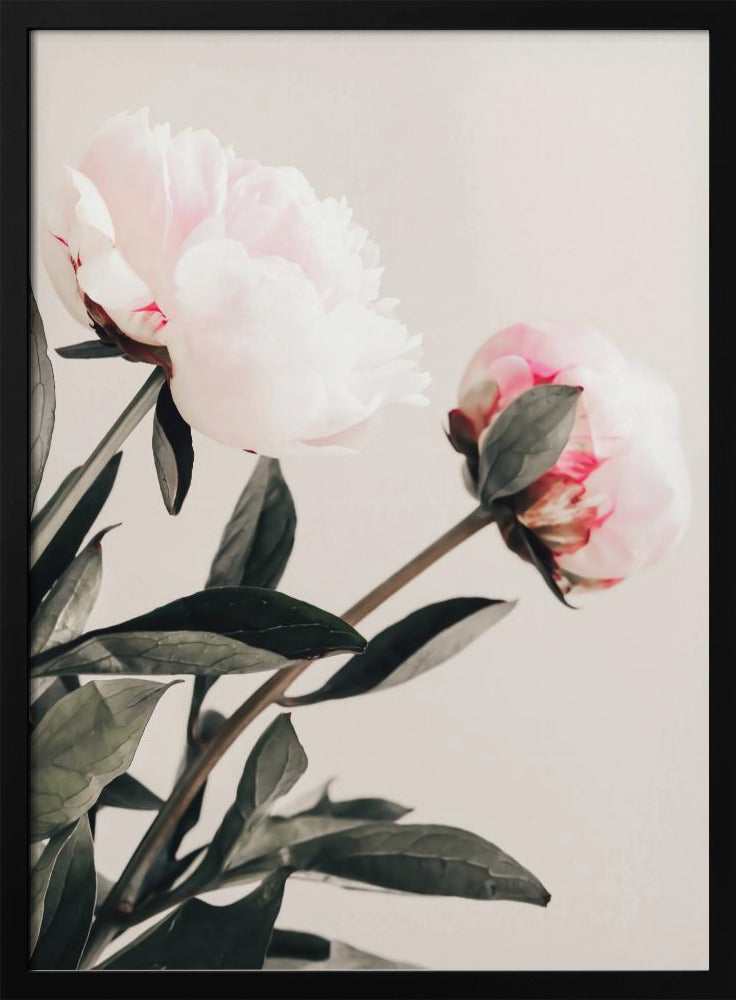 Peony 23 | Poster