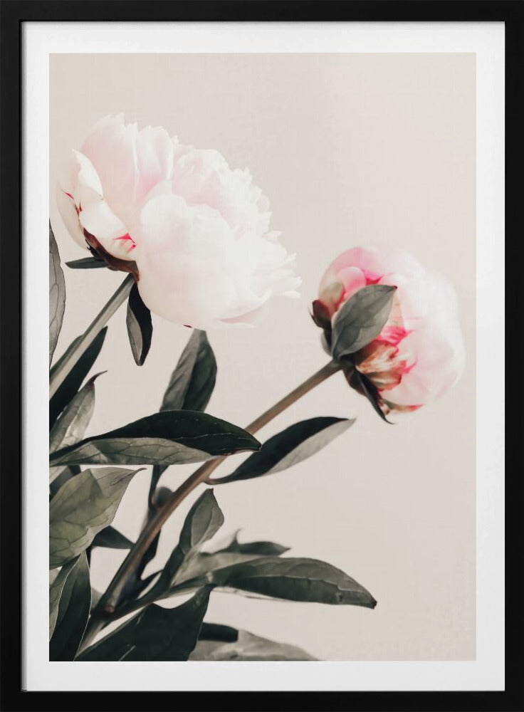 Peony 23 | Poster