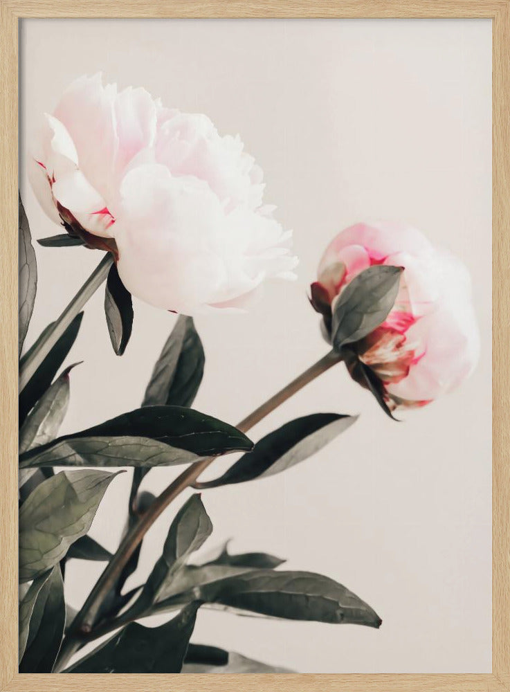Peony 23 | Poster