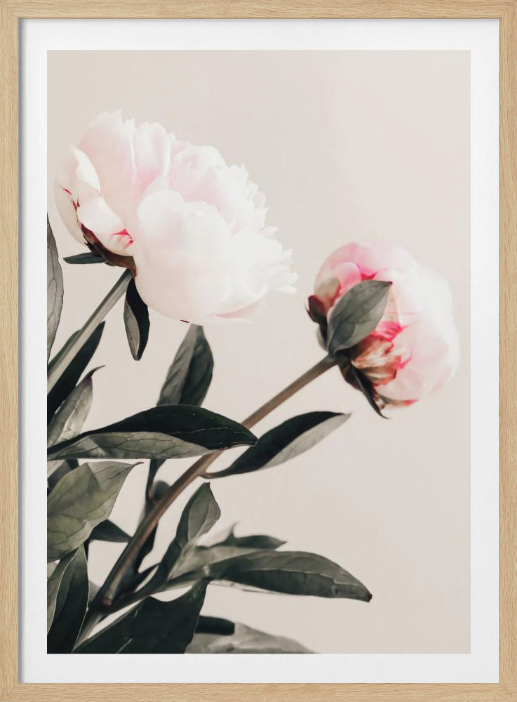 Peony 23 | Poster