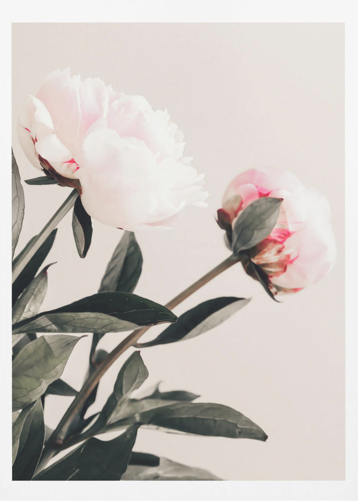Peony 23 | Poster