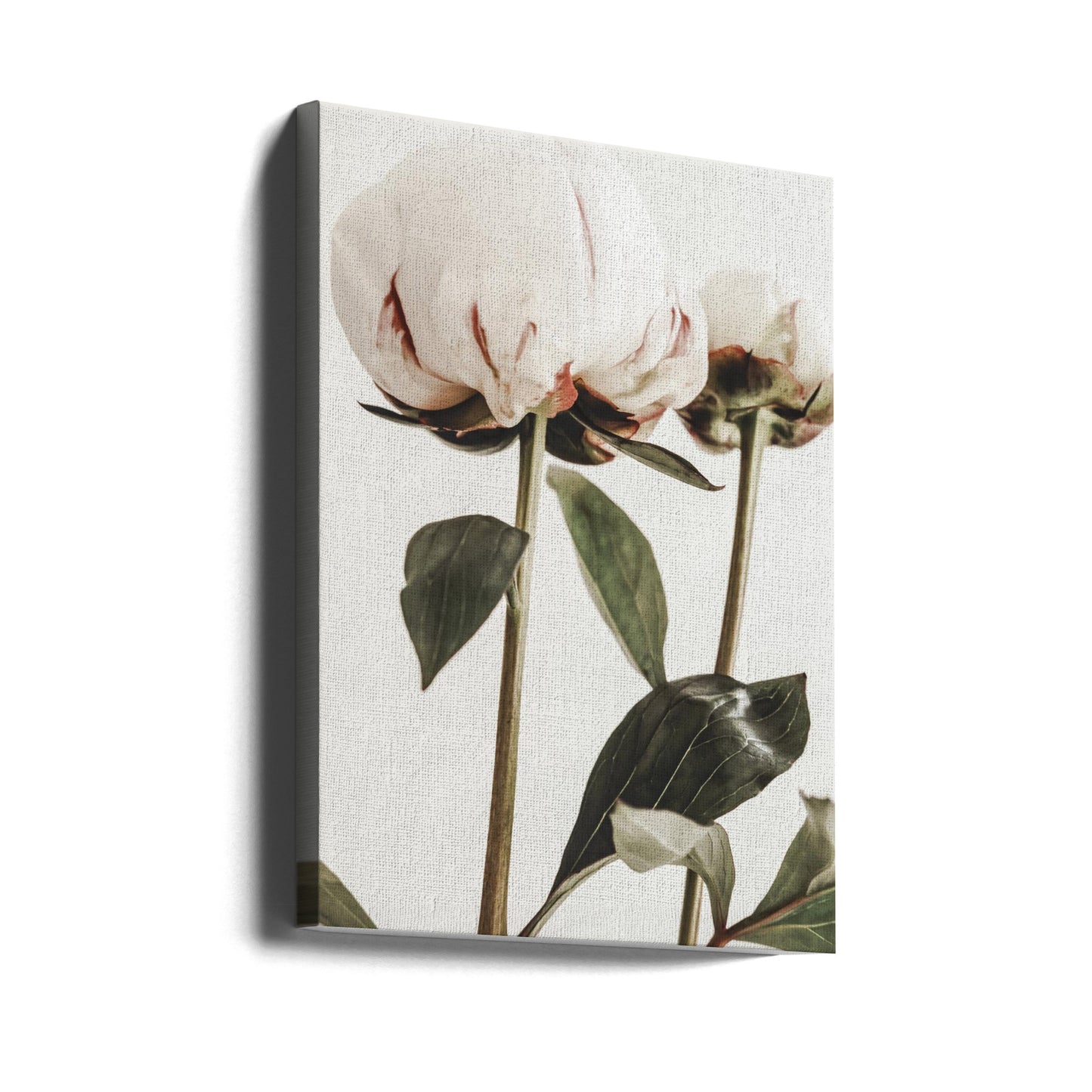 Pion 24 | Canvas