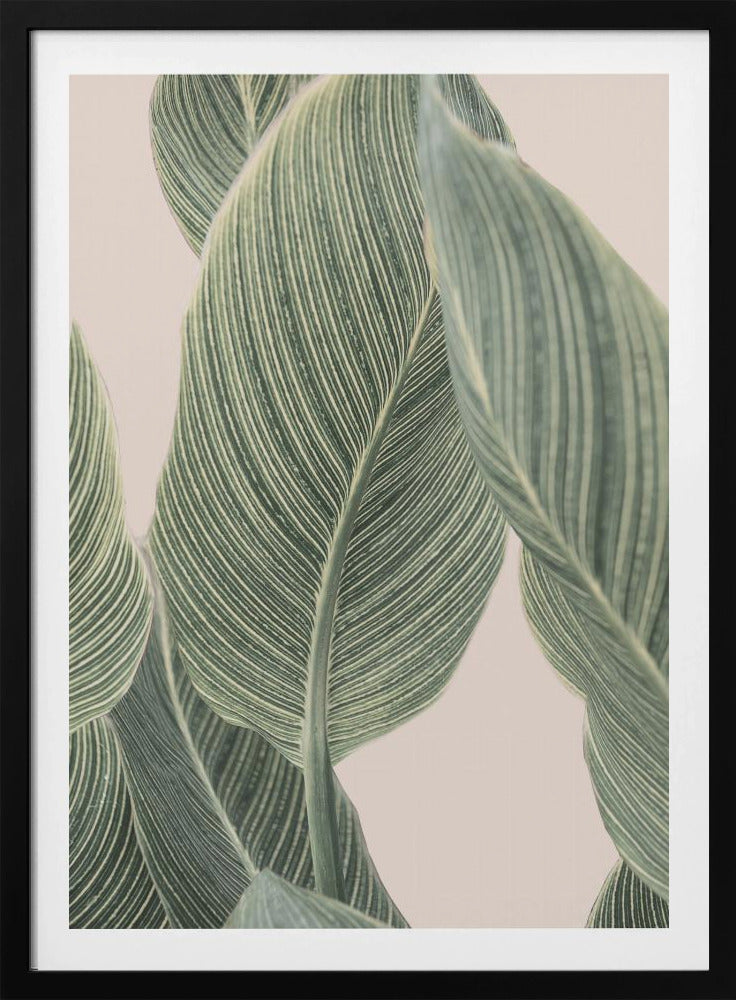 Kallablad | Poster