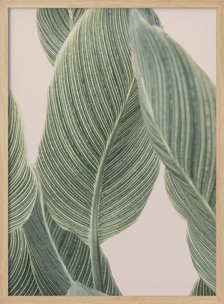 Kallablad | Poster