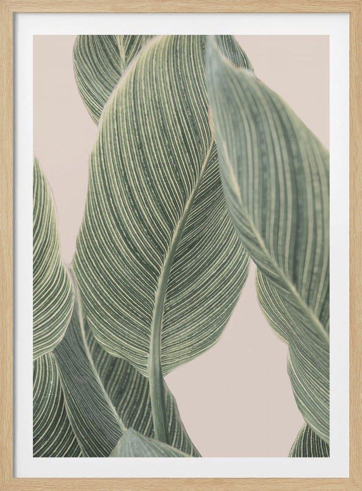 Kallablad | Poster