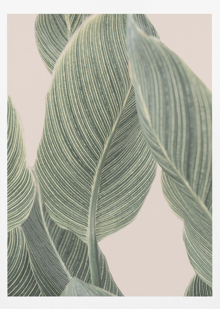 Kallablad | Poster