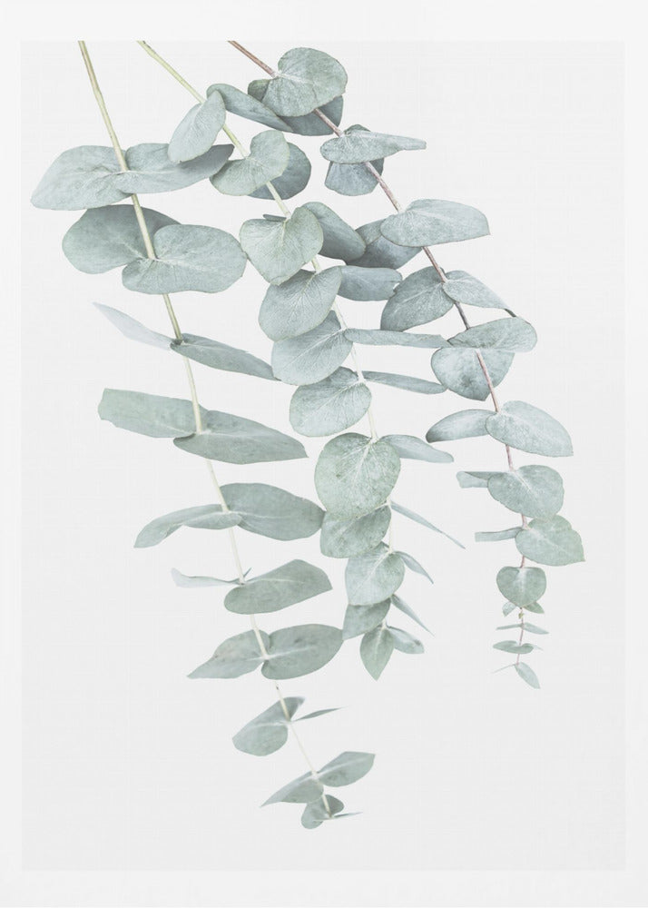 Eucalyptus I | Poster