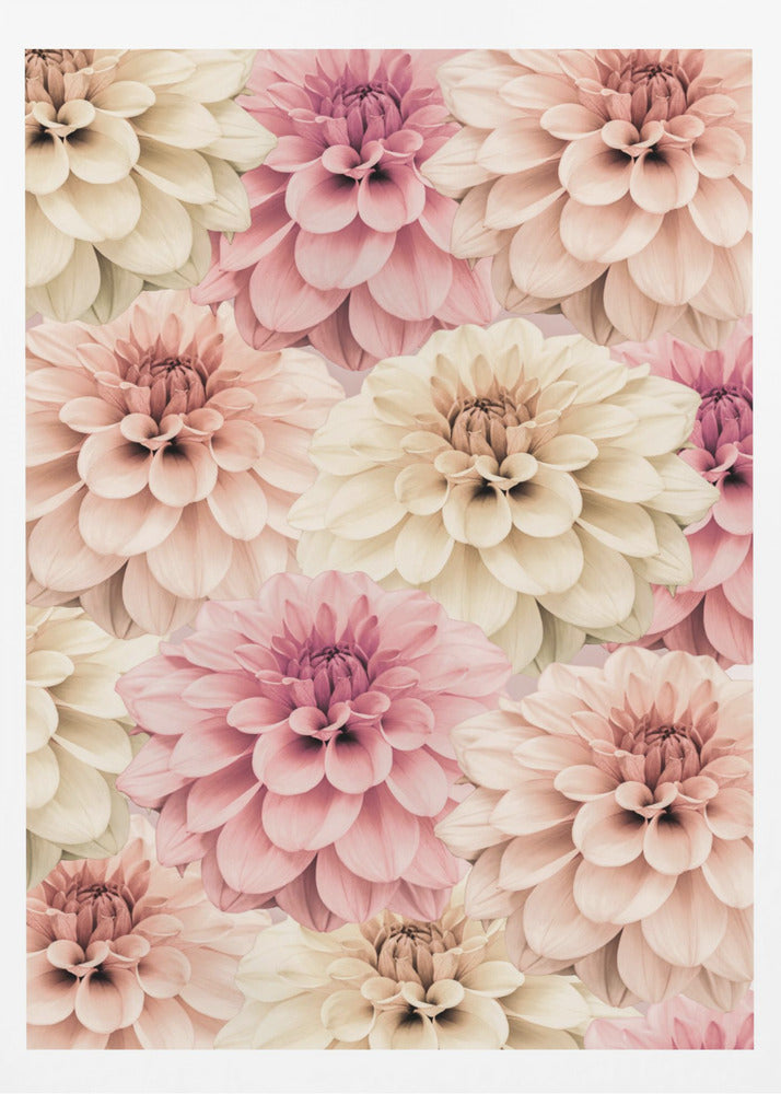 Dahlia | Poster