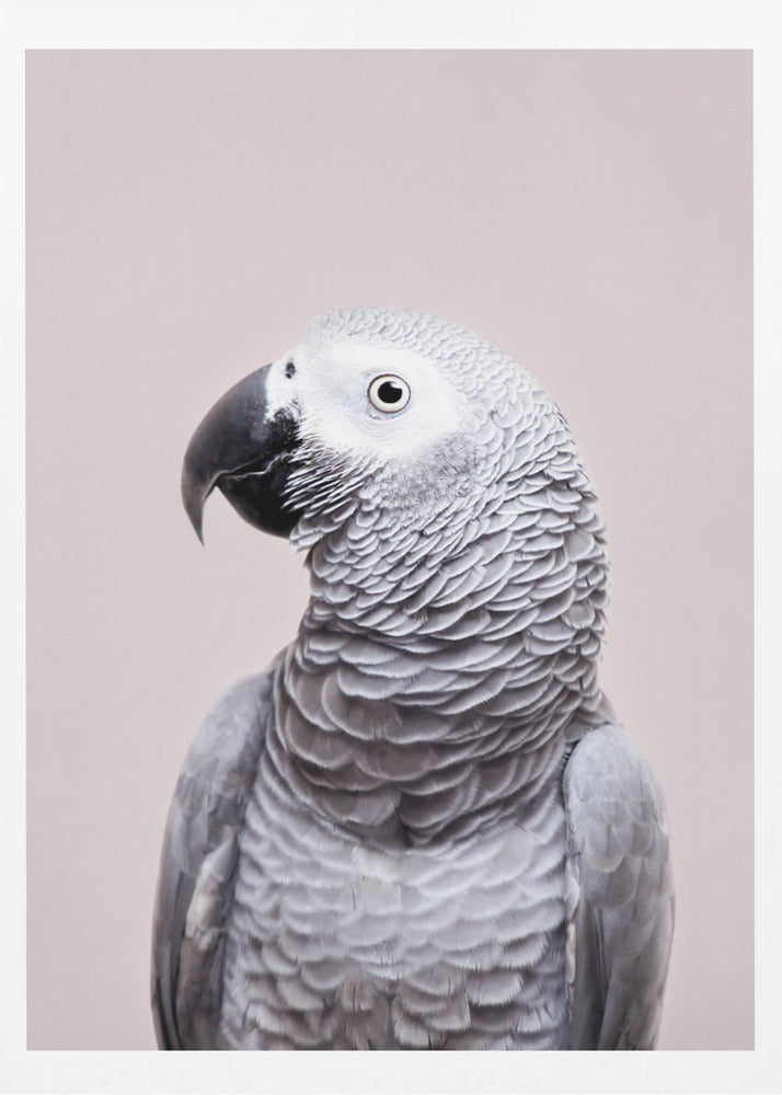 African Grey | Poster