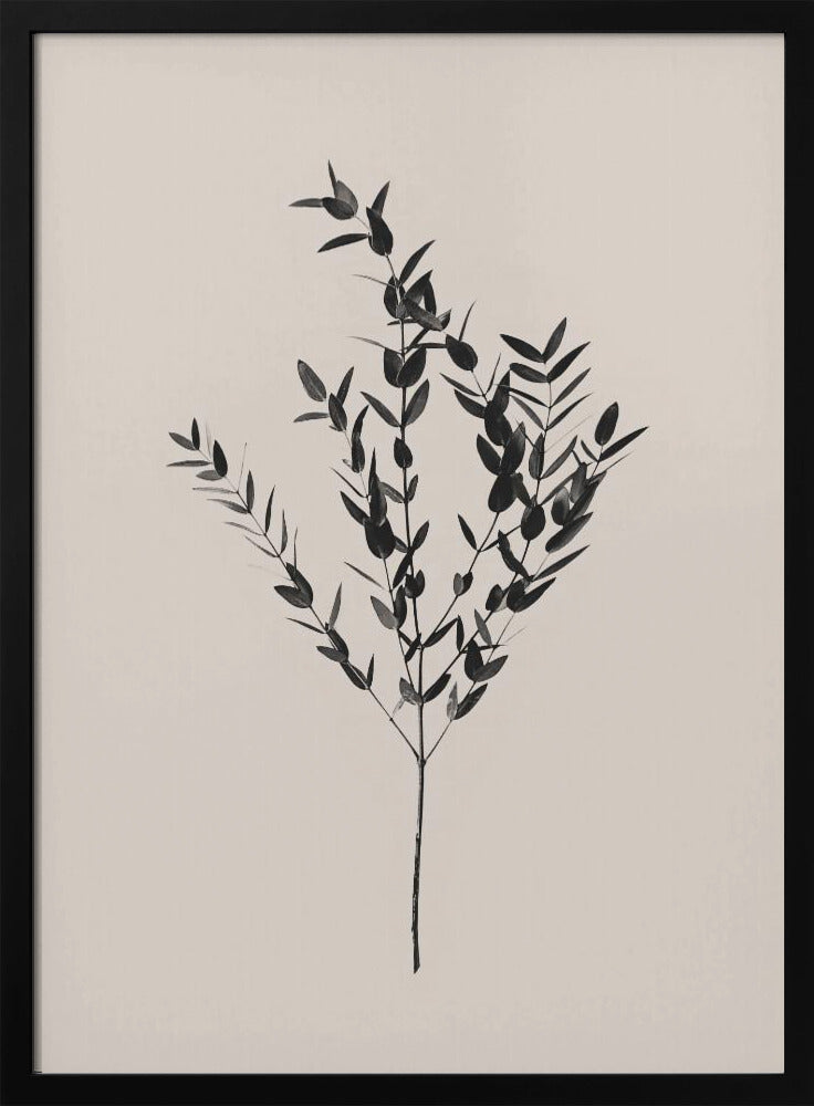 Bläckig botanisk | Poster