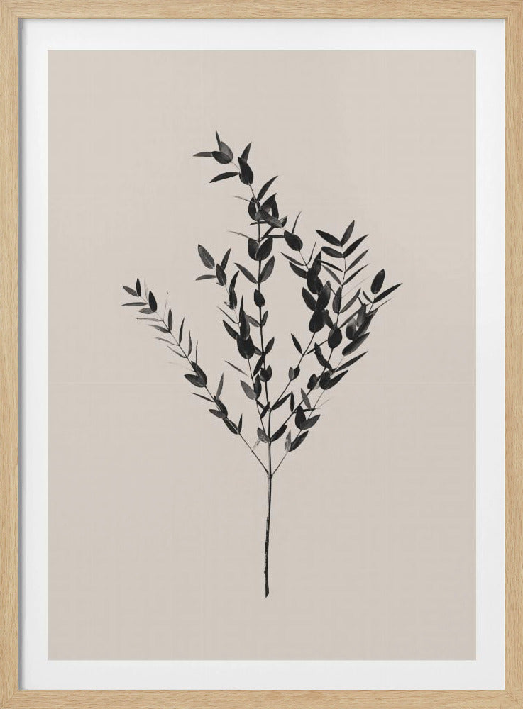 Bläckig botanisk | Poster