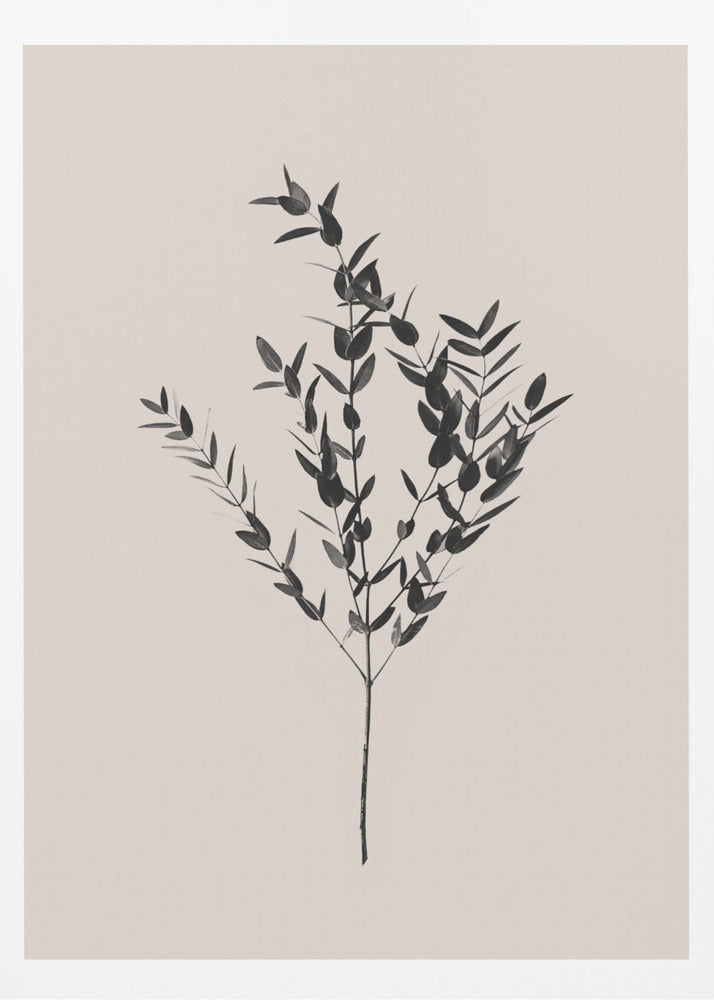 Bläckig botanisk | Poster