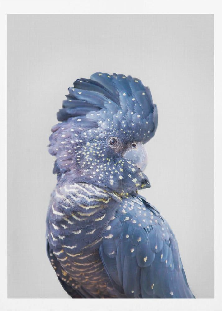 Black Cockatoo | Poster