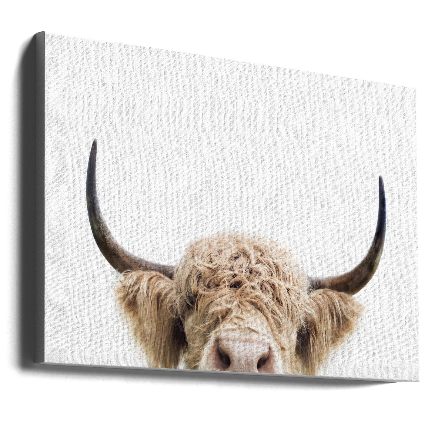 Vaca que mira fijamente Impresiones en Lienzo