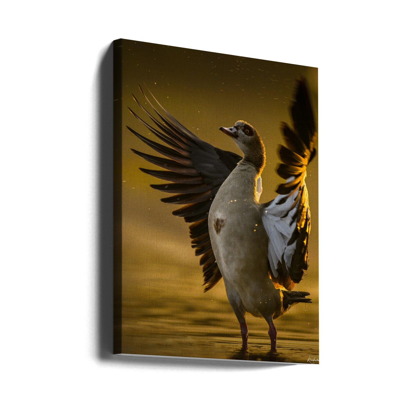 Open Heart | Canvas