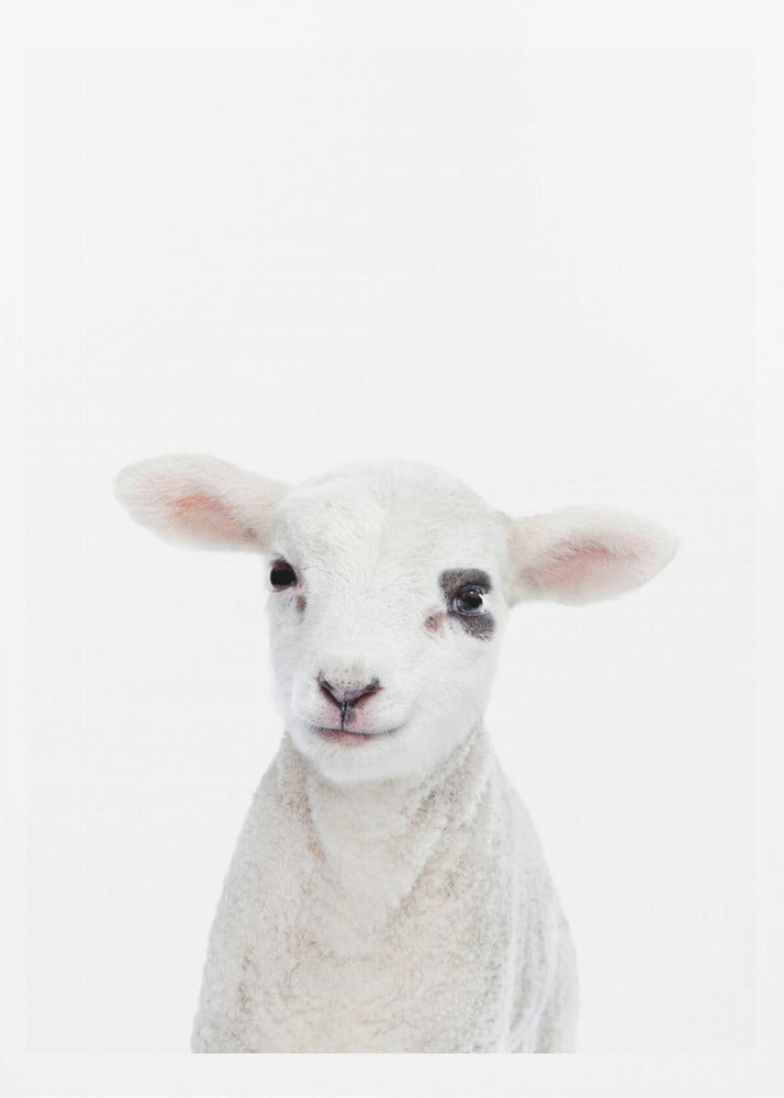 Baby Lamb | Poster