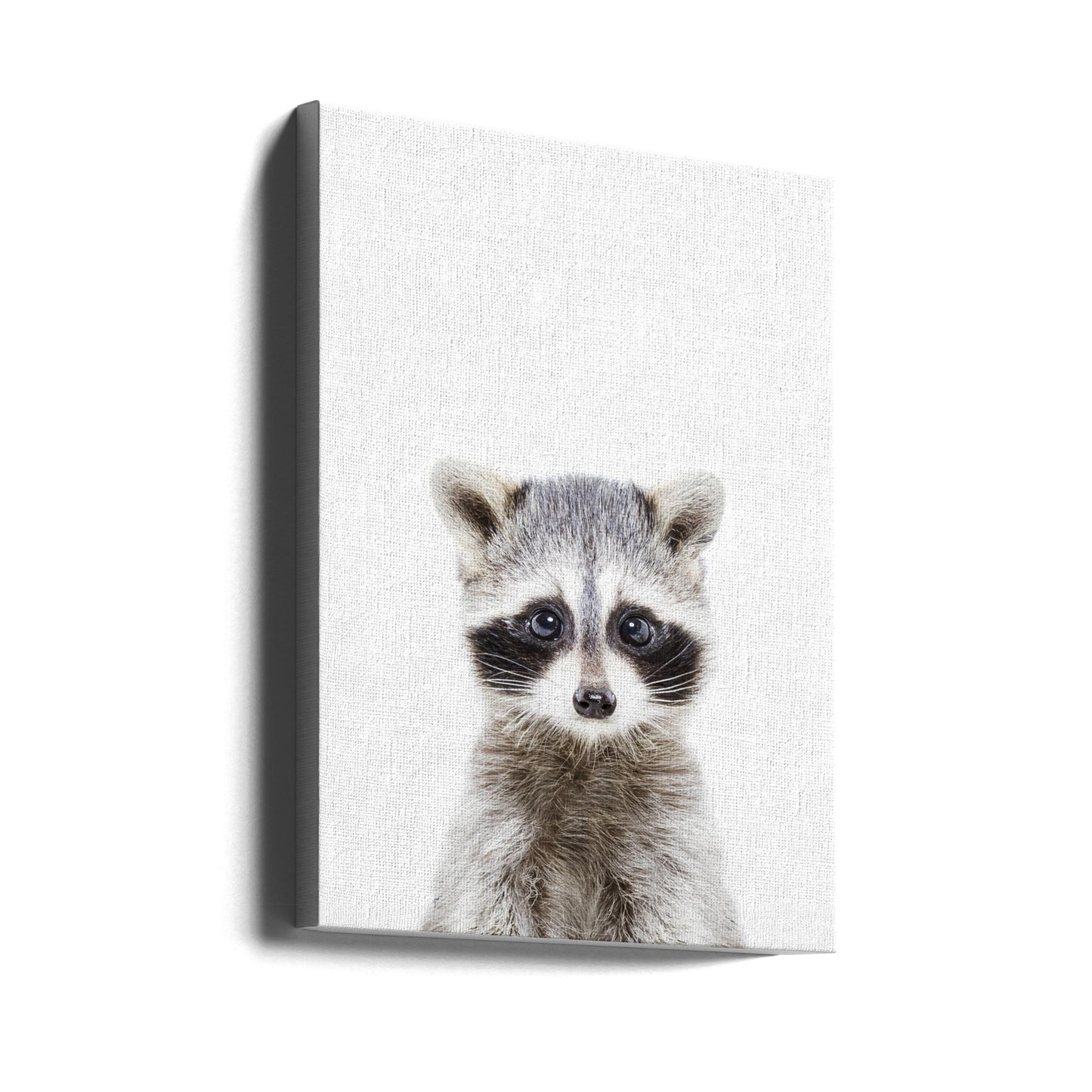 Tvättbjörnunge | Canvas