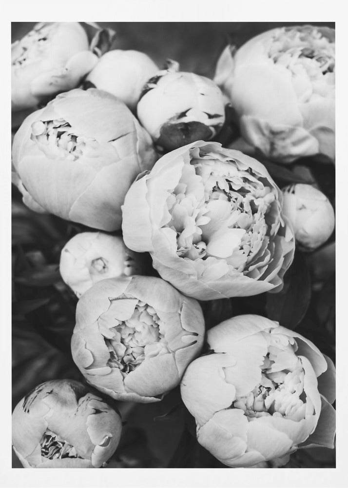 Peonies | Poster