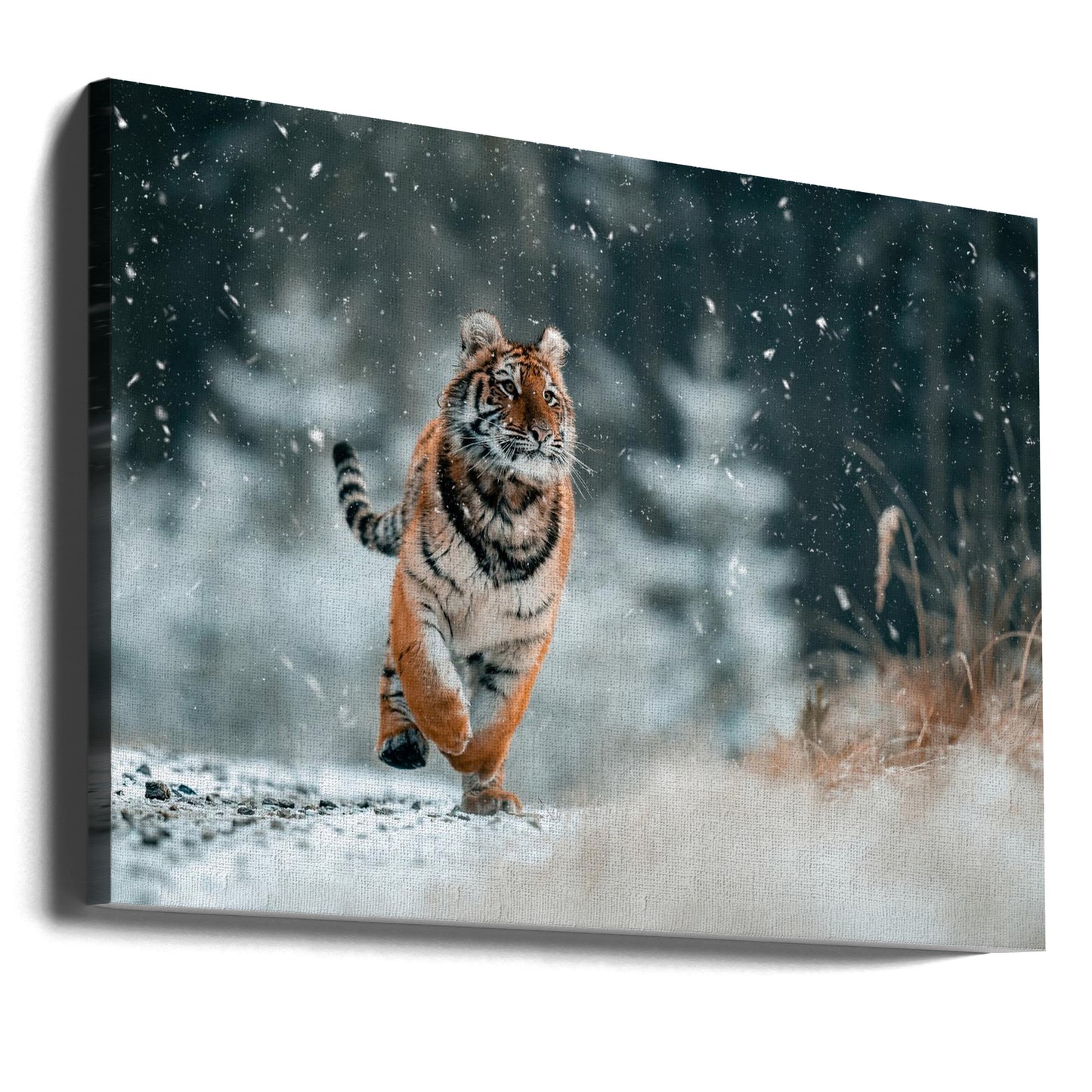 Den sibiriska tigern | Canvas