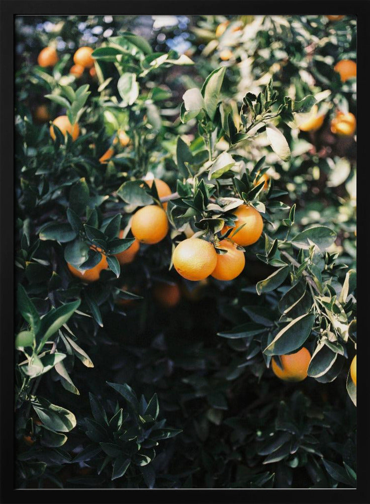 Marrakech Apelsiner | Poster