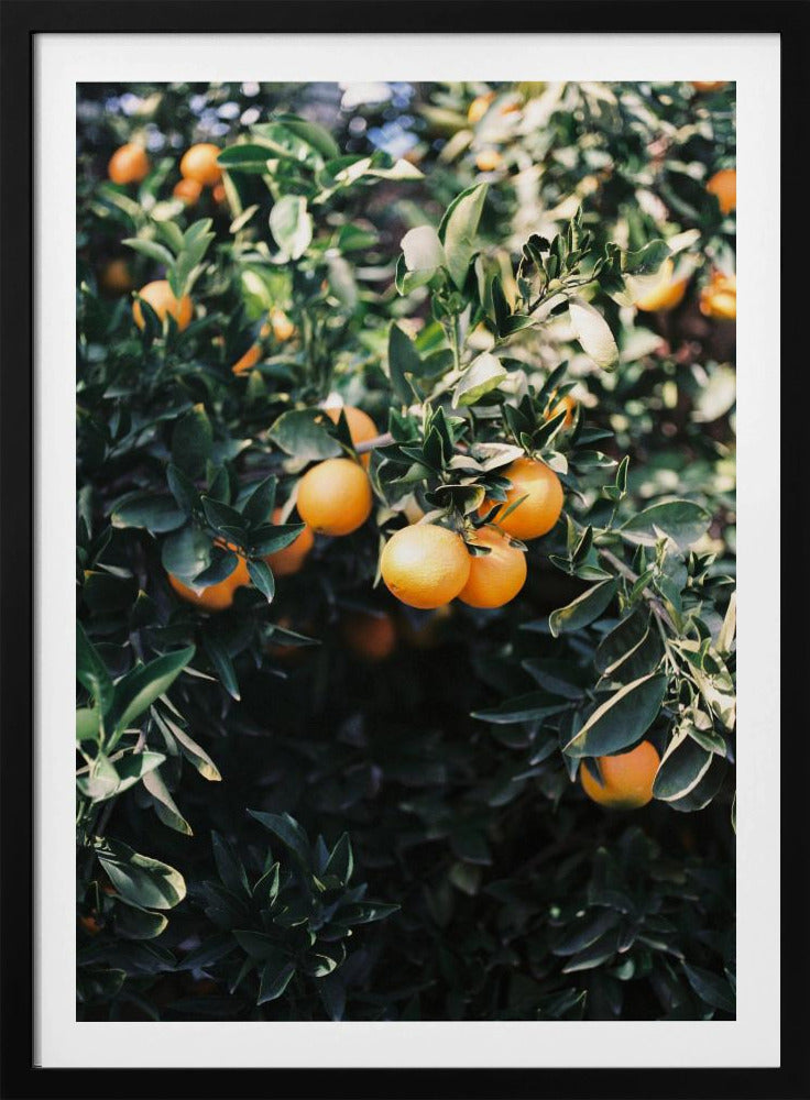 Marrakech Apelsiner | Poster