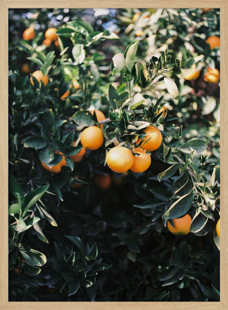 Marrakech Apelsiner | Poster