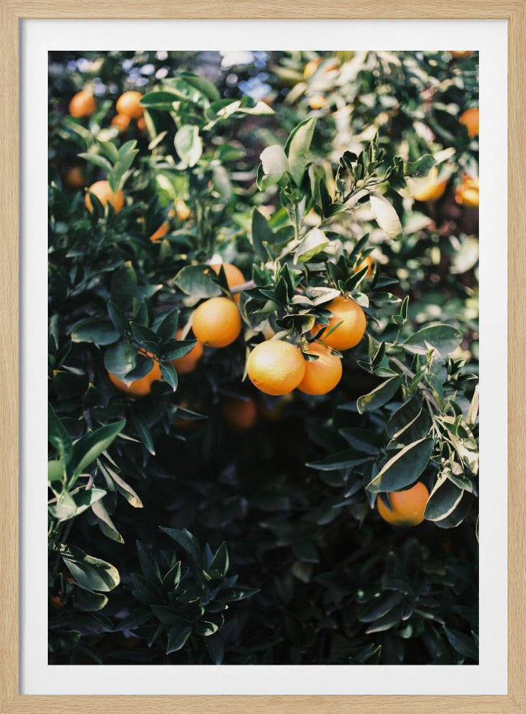 Marrakech Apelsiner | Poster