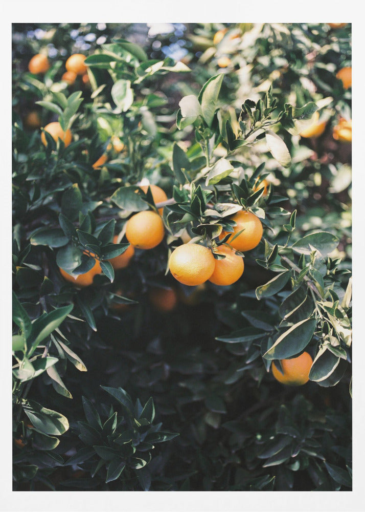 Marrakech Apelsiner | Poster