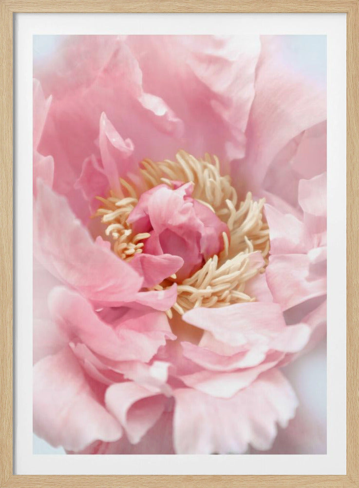 Blush peony I | Poster