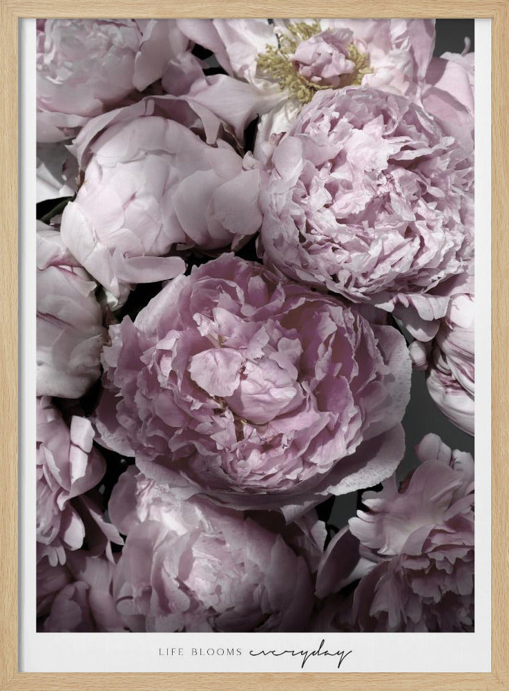 Life blooms everyday peonies | Poster