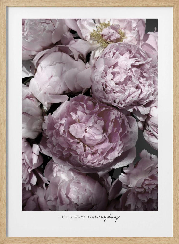 Life blooms everyday peonies | Poster