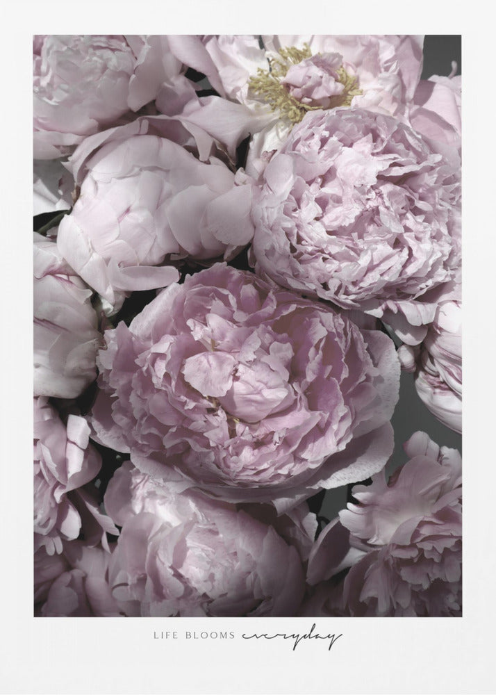 Life blooms everyday peonies | Poster