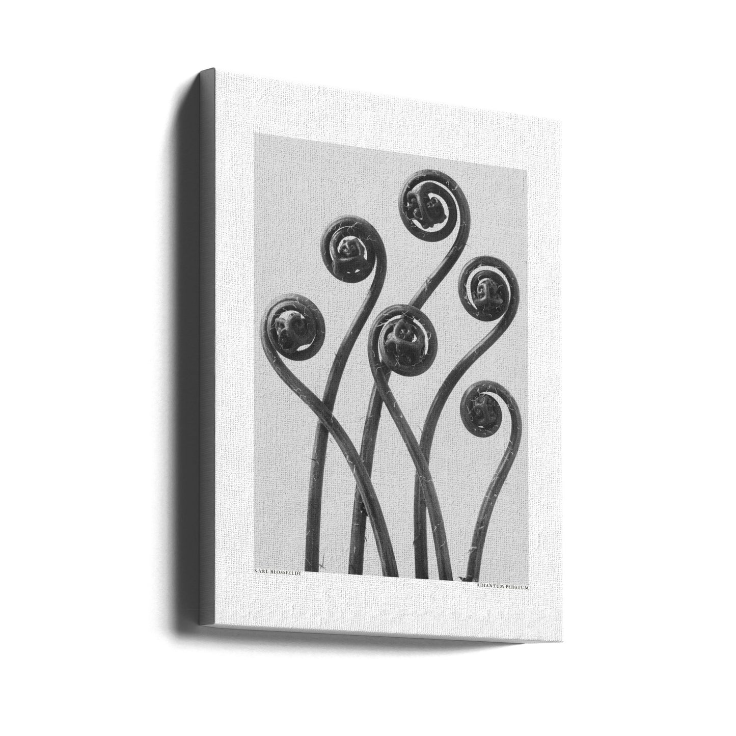 Adiantum pedatum | Lærredsbilleder
