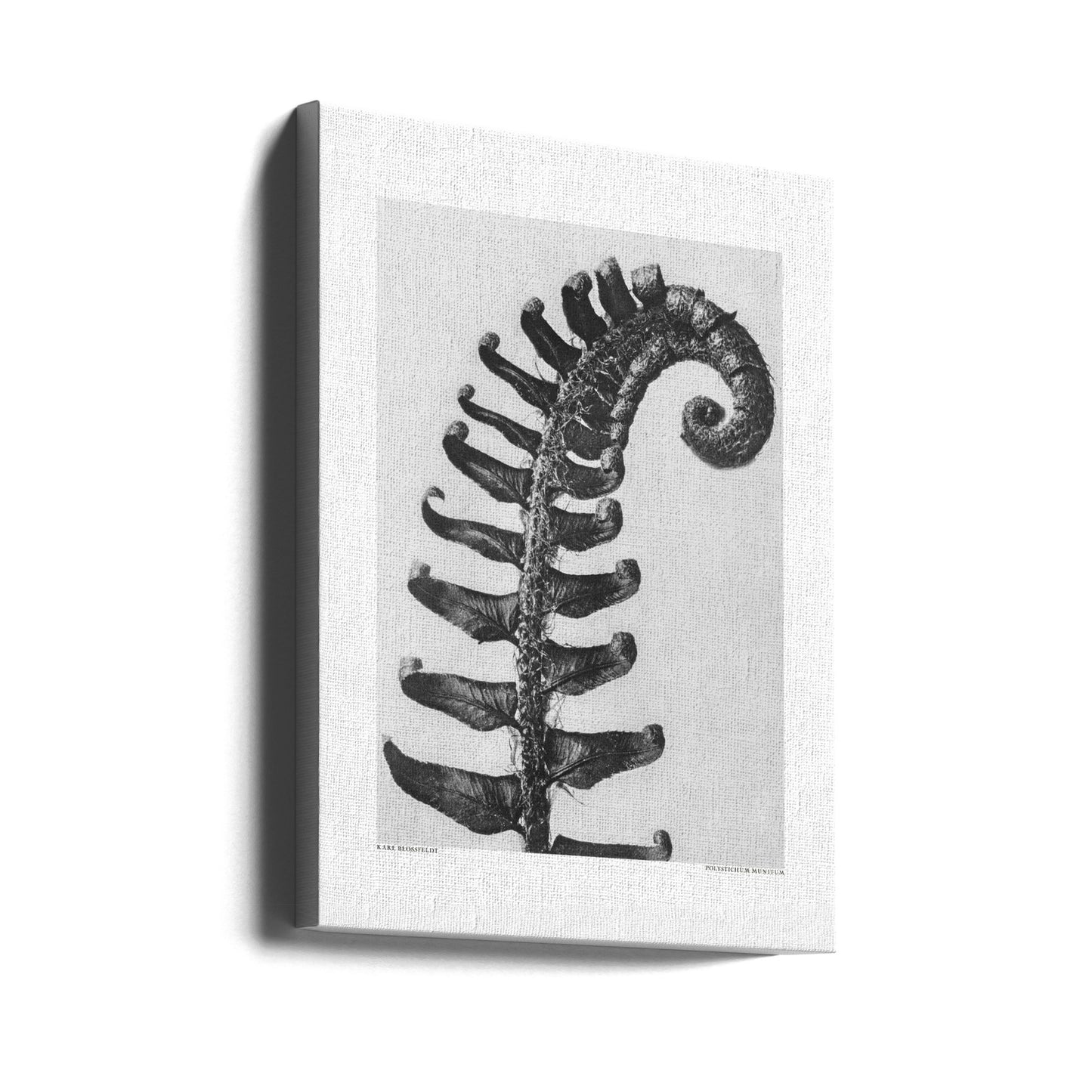 Polystichum Munitum | Lærredsbilleder