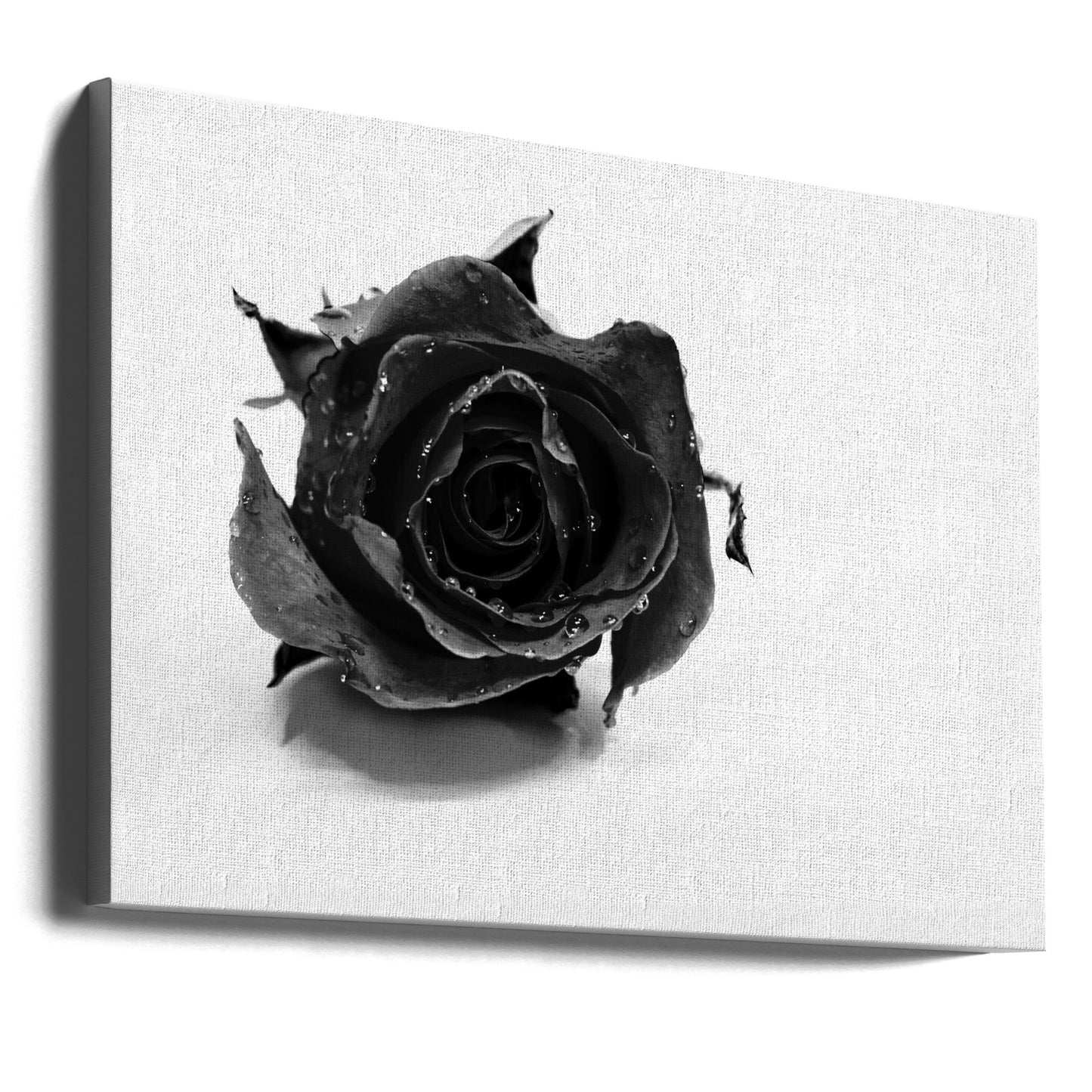 Zwarte Roos | Canvasprints