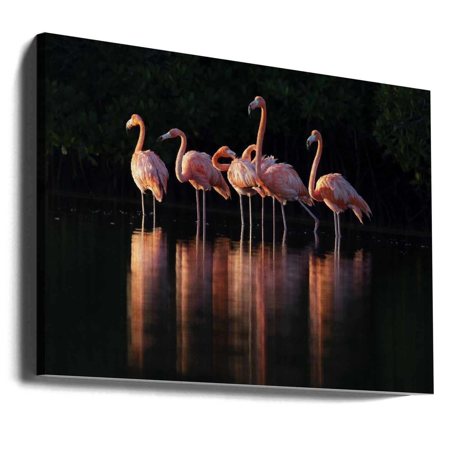 Roze Dageraad | Canvasprints