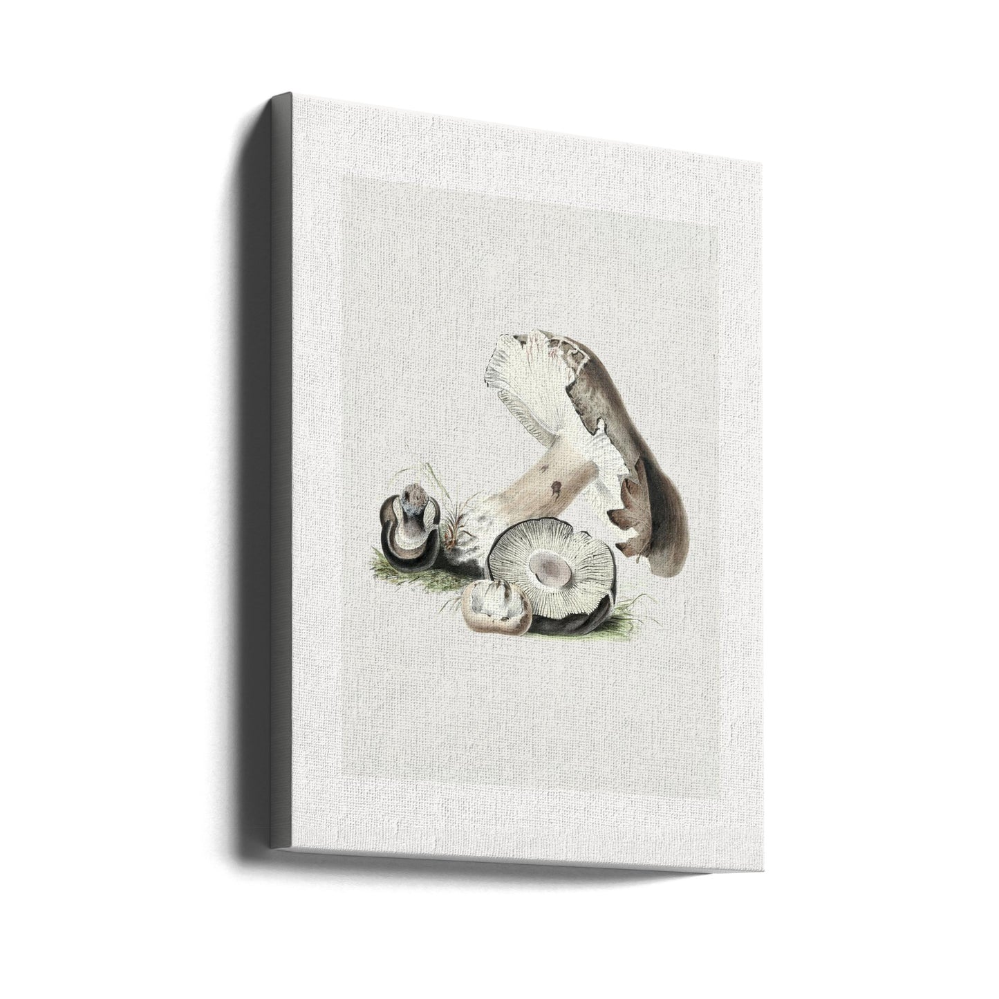 Champignon Agaricus Augustus vintage 50x70 | Tableaux sur Toile
