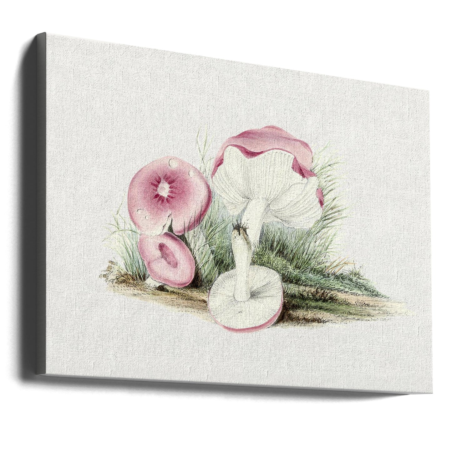 Vintage Russula Emetica-svamp | Lærredsbilleder