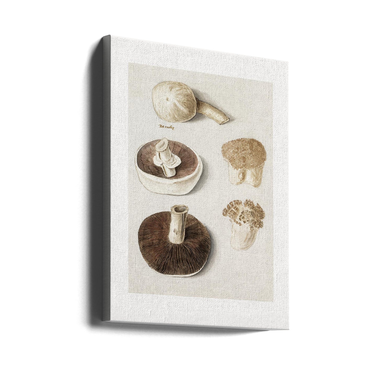 Vanlig ängssvamp, Agaricus Campestris stående | Canvas