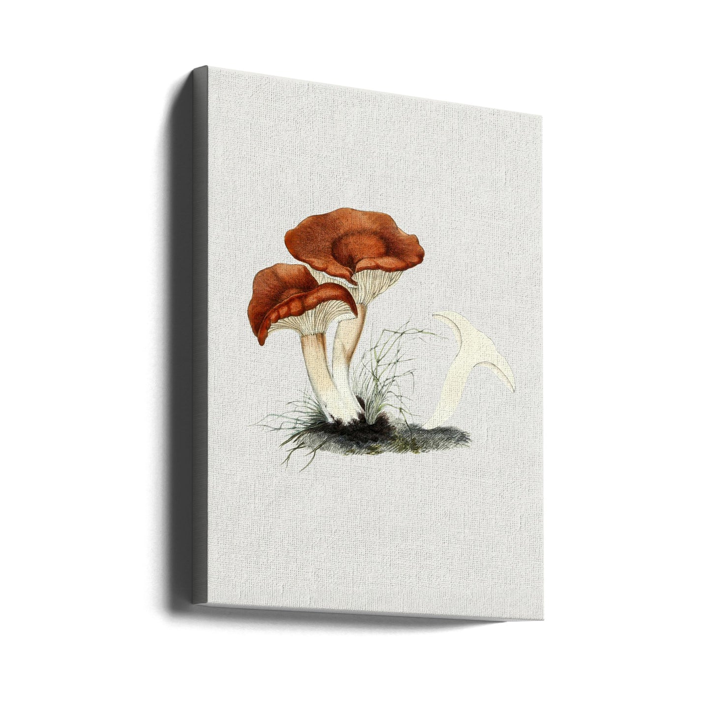 Håndtegnet Rufous Milkcap-svamp | Lærredsbilleder