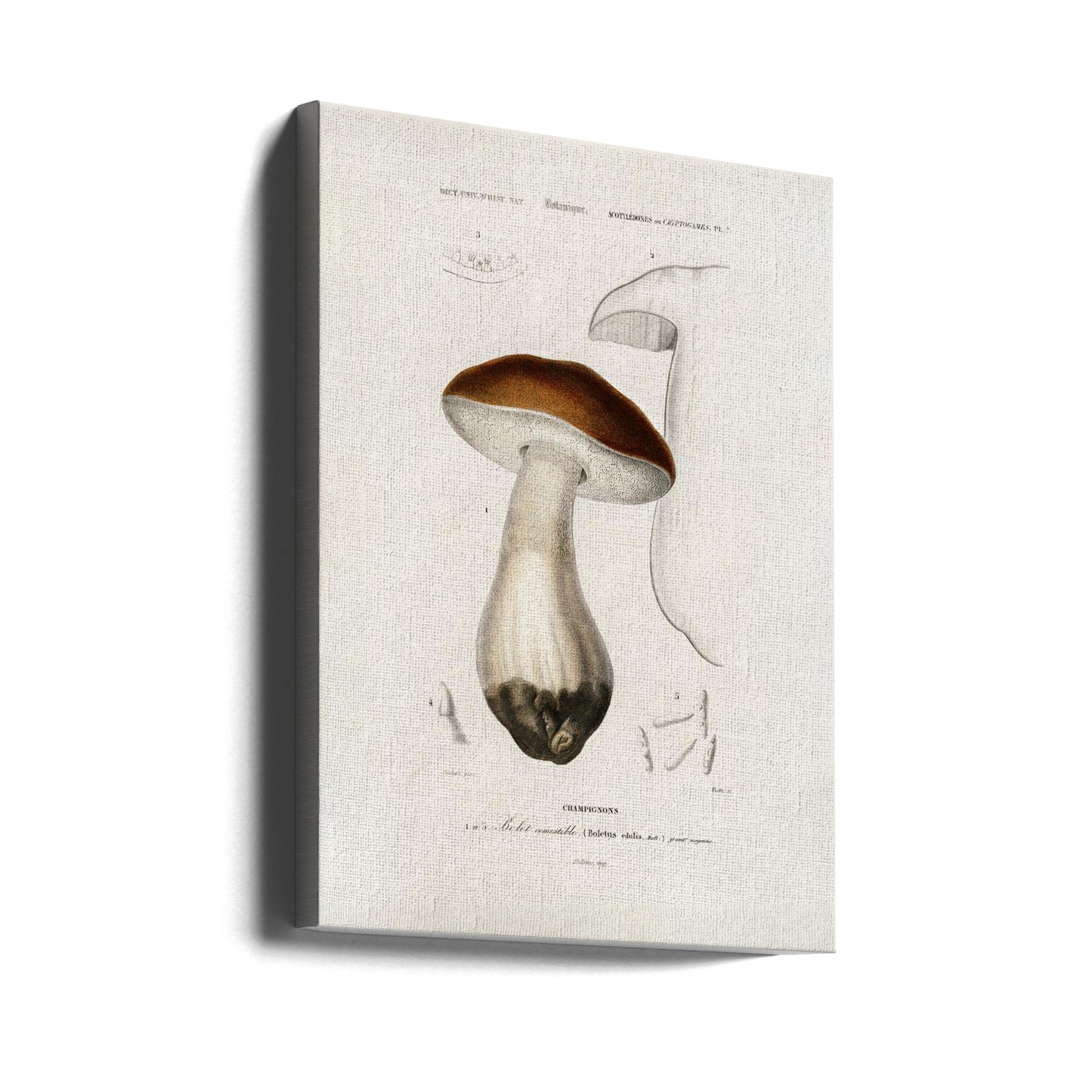 Småbolle (Boletus Edulis) | Lærredsbilleder