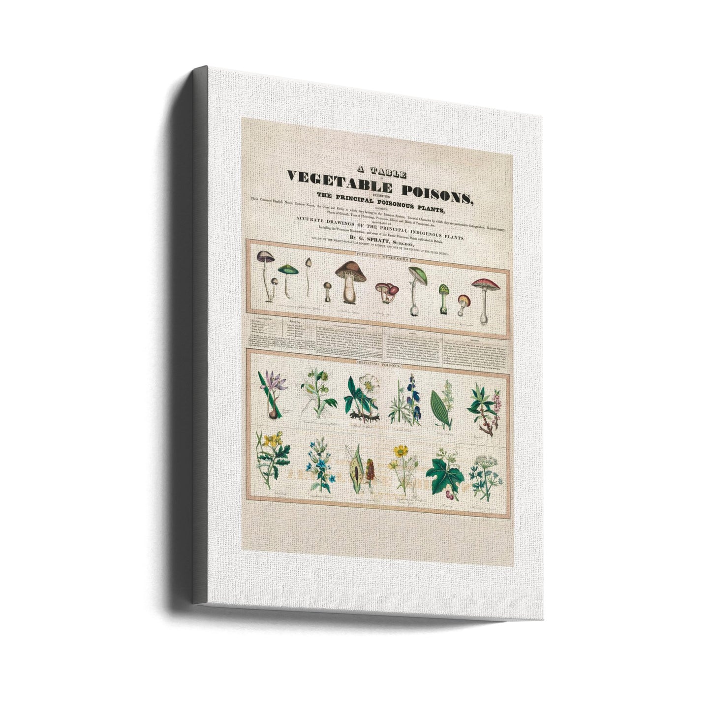 Champignons vénéneux Poisons irritants | Tableaux sur Toile
