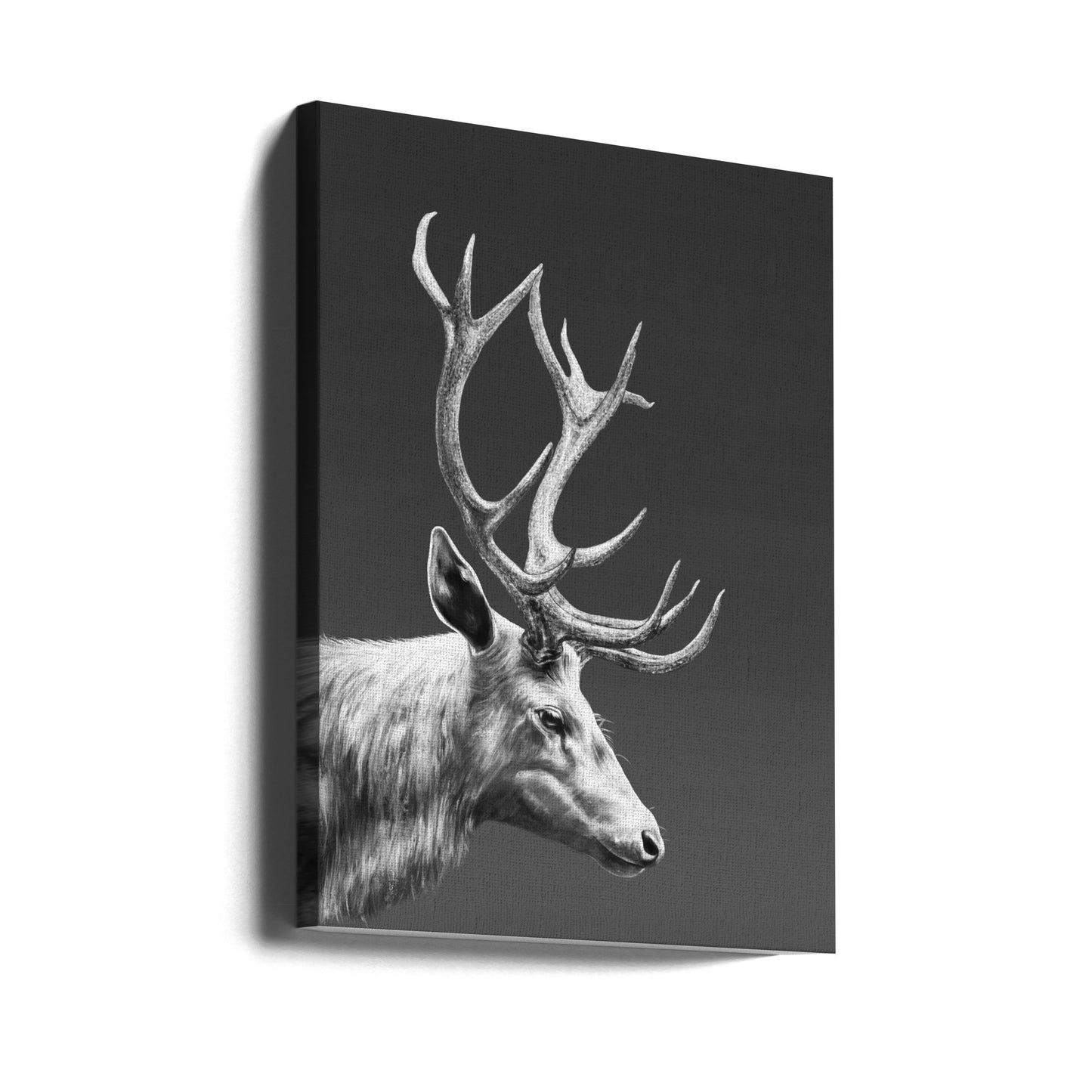Reindeer | Canvas