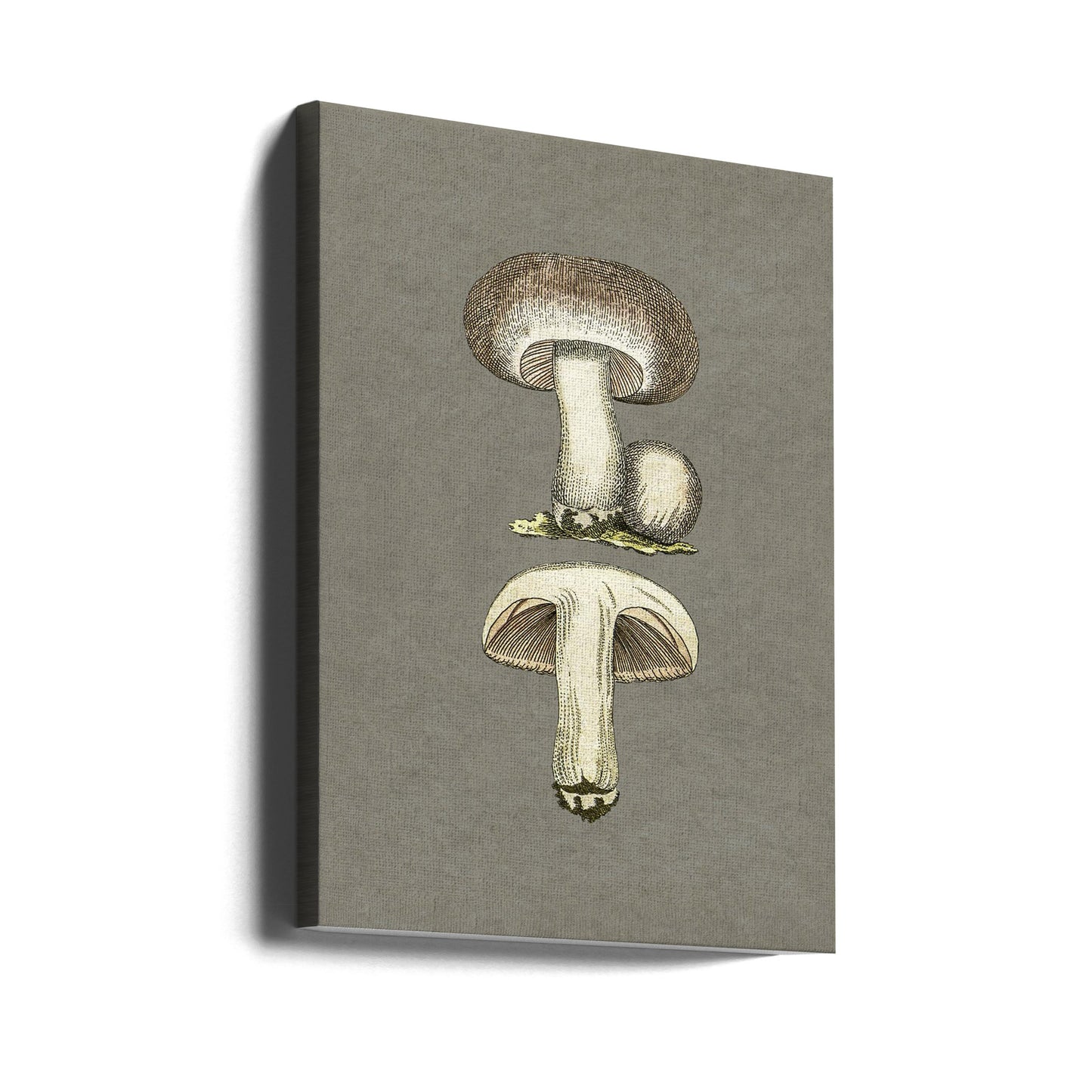 Wiesenchampignon | Leinwand-Bilder