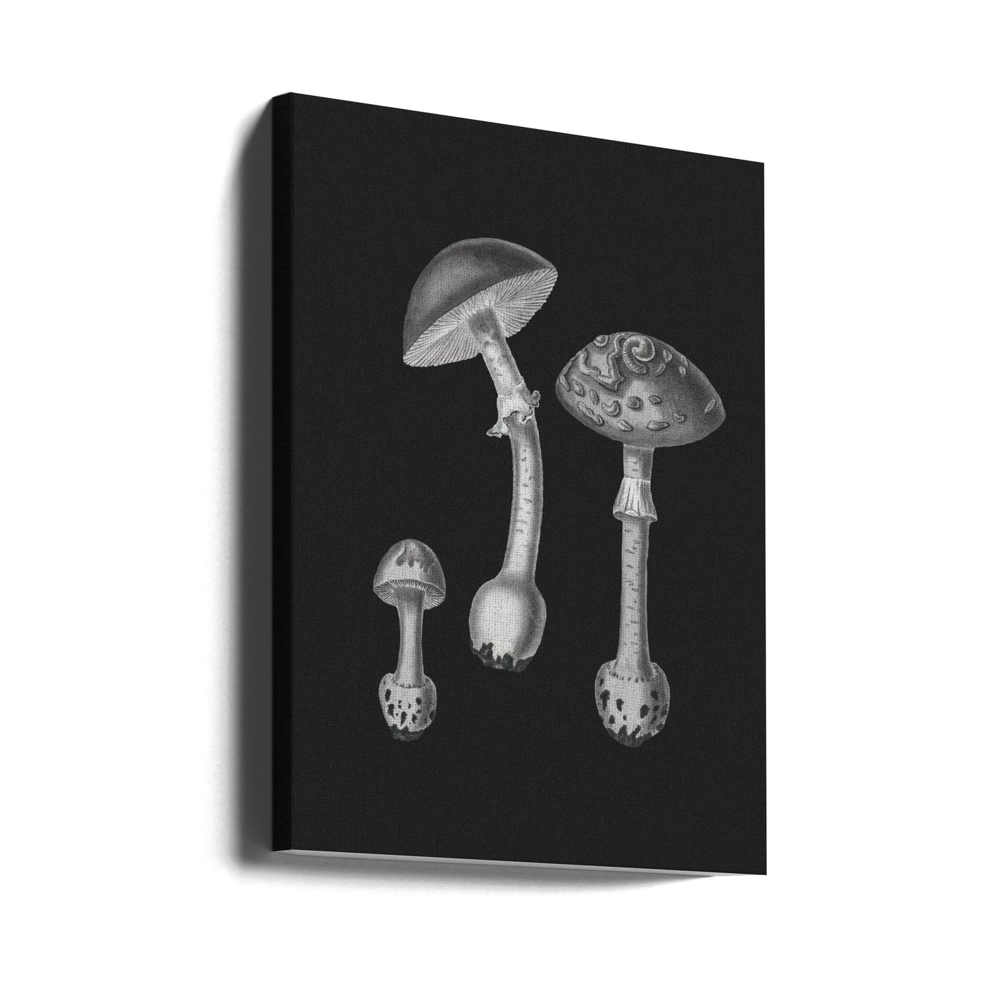 Amanita Muscaria Sfondo Nero BW | Stampe su Tela