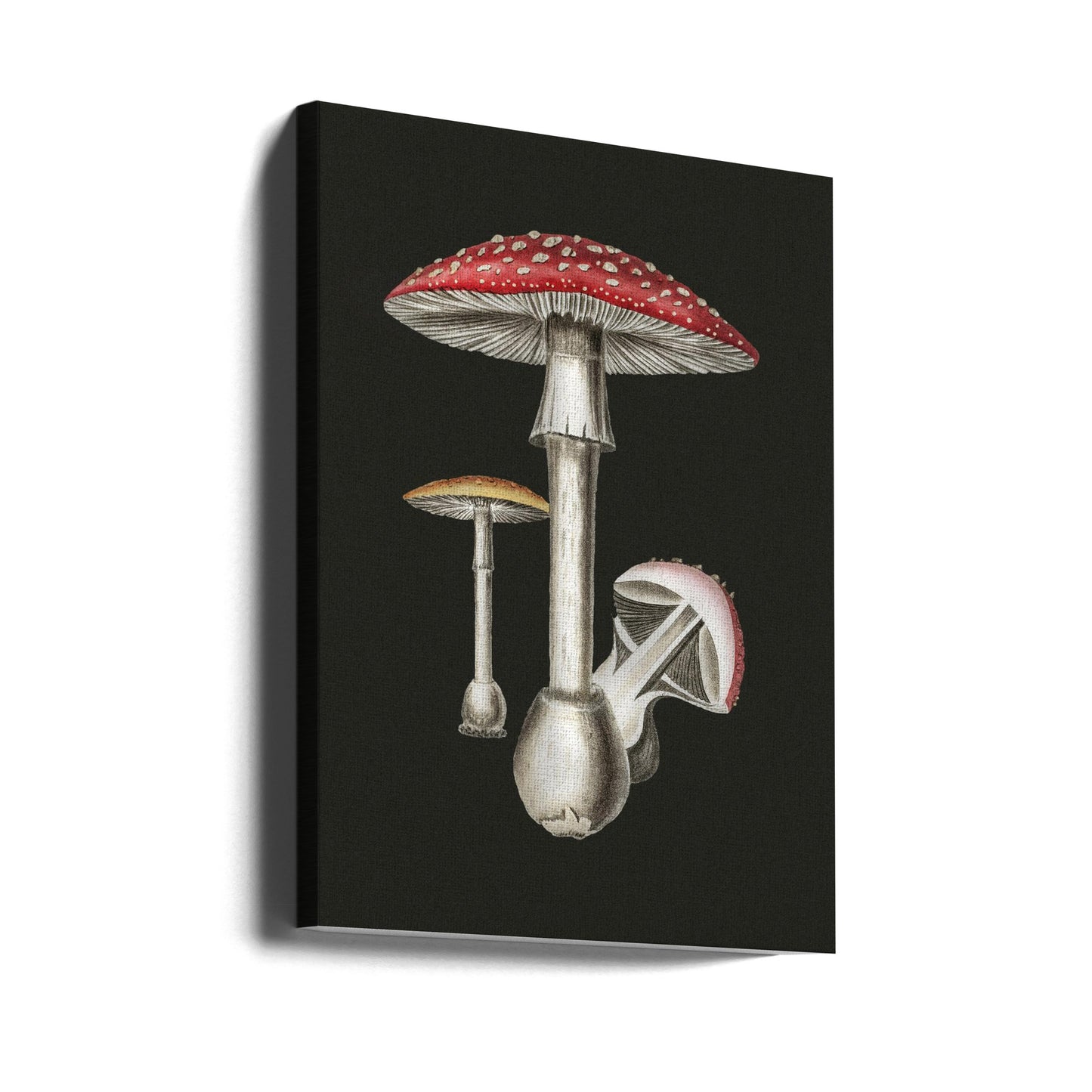 Amanita Muscaria Sfondo scuro | Stampe su Tela